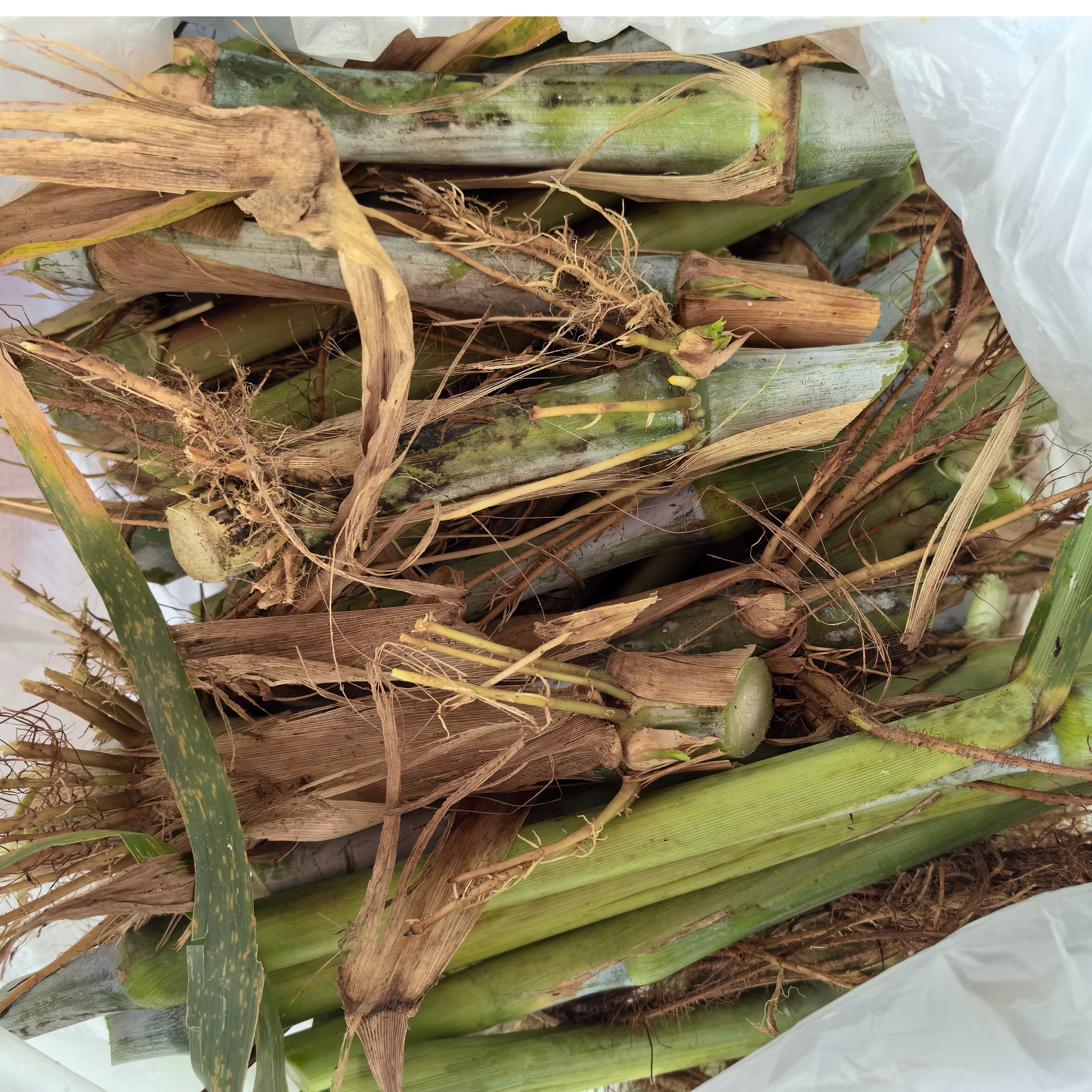 金牧粮草即甘蔗草大叶皇竹草桂牧一号中华良草耐寒一号 高糖耐寒