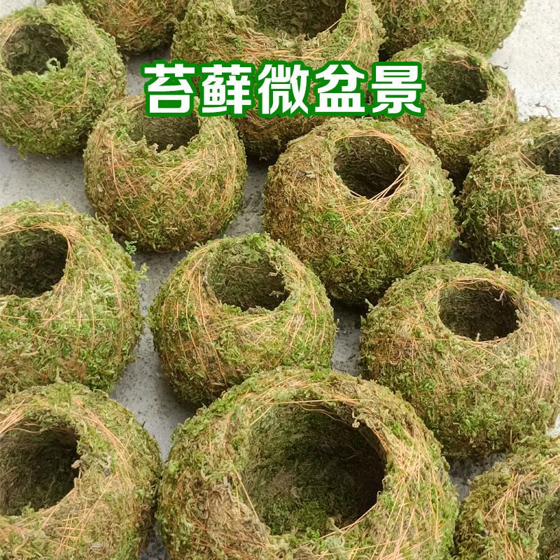 苔藓球创意花盆 石斛种植盆微景观青苔盆栽趣味家居装饰保湿花盆