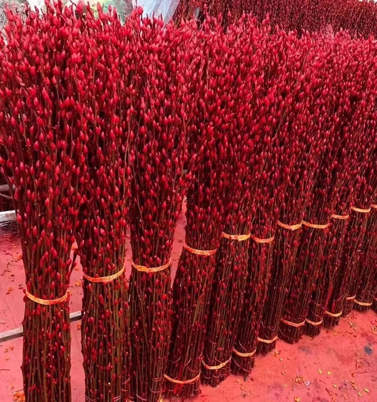 1米到1.5米高银柳真花鲜枝客厅干花摆件红色年宵花卉室内红柳鲜花