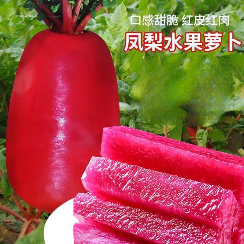 凤梨红心水果萝卜种子红皮满堂红心里美萝卜籽种子春秋四季播蔬菜
