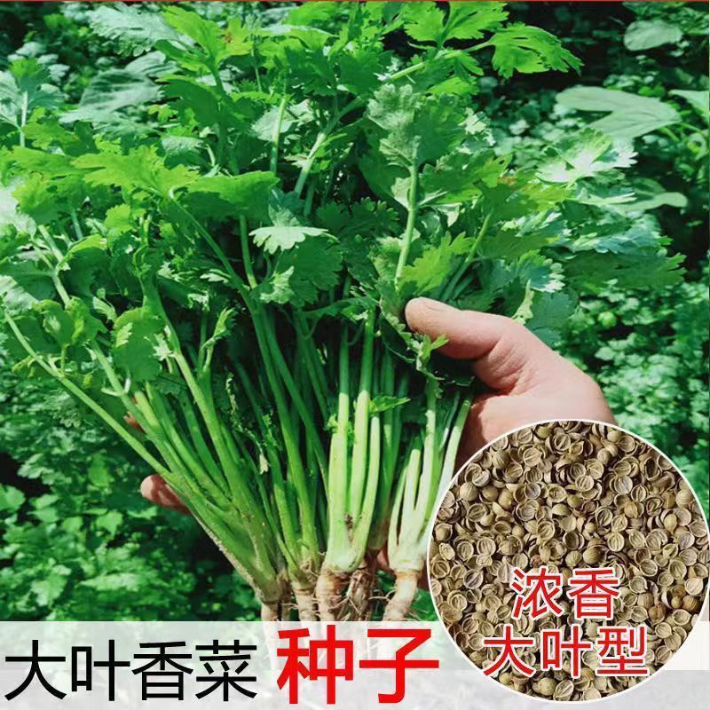 香菜种子四季易种耐热耐抽苔阳台盆栽蔬菜种子大大叶香菜新鲜种