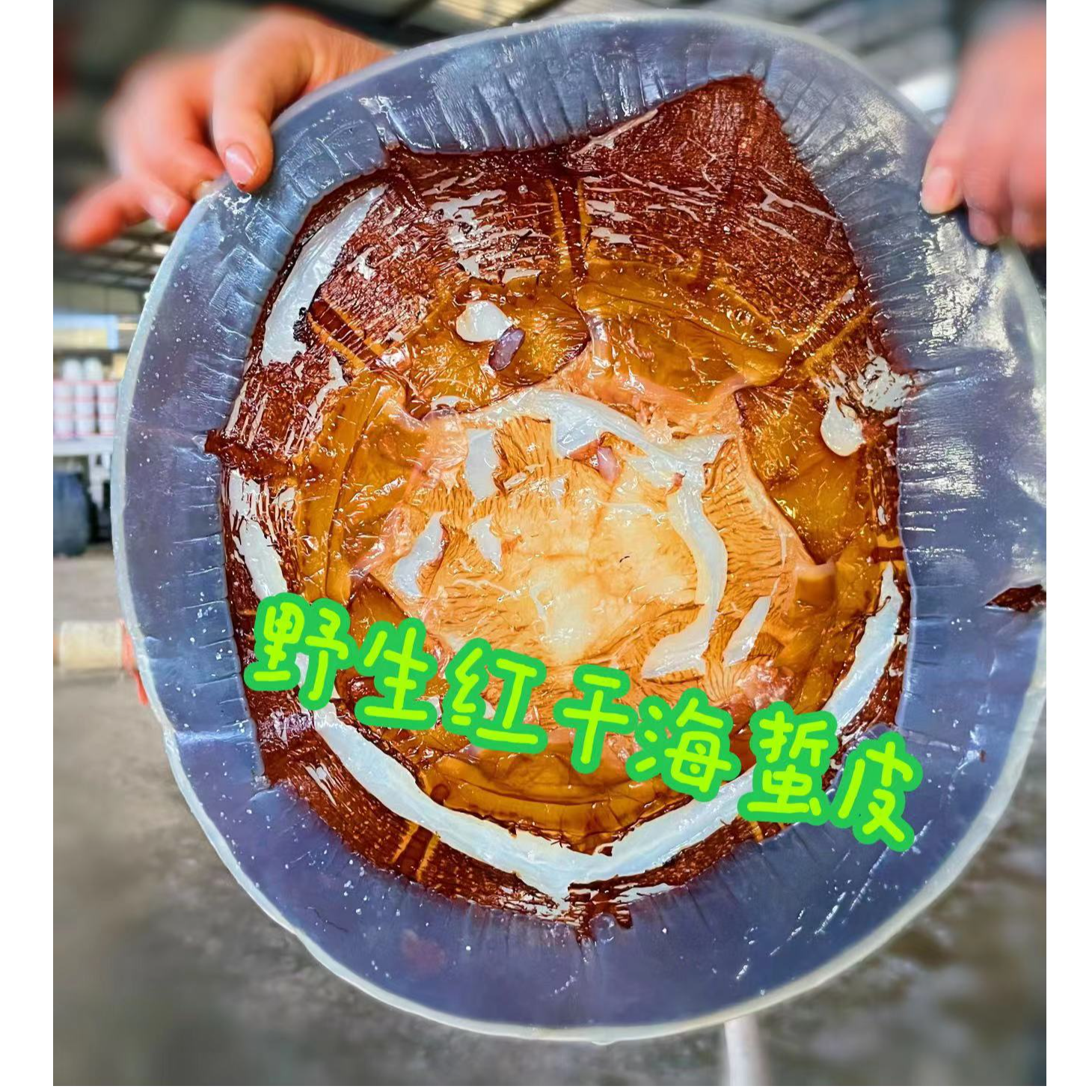 海蜇皮海蜇干皮新货源头产地 凉拌菜佳品