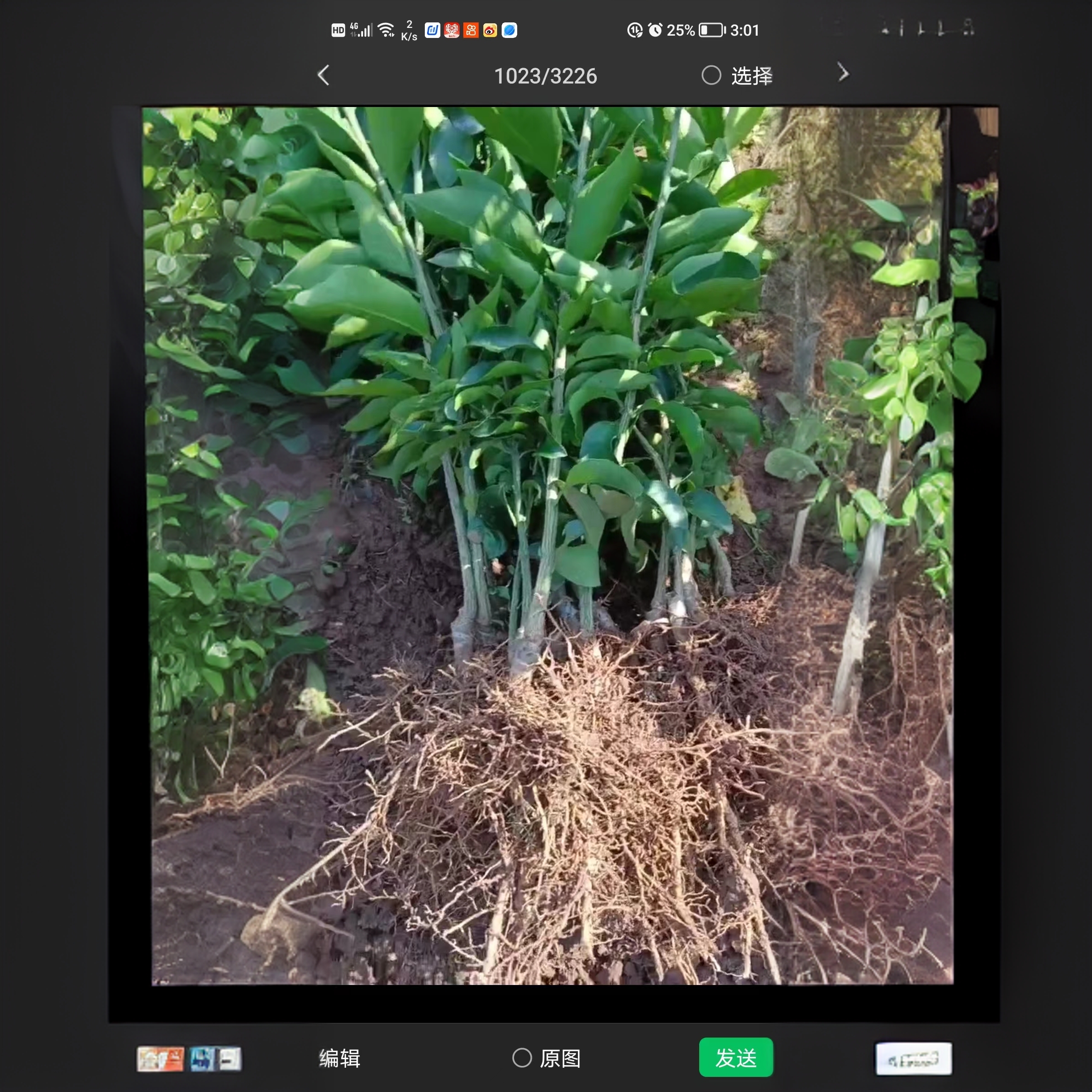 爱媛果冻花园绿植盆栽地栽裸根沾泥发货