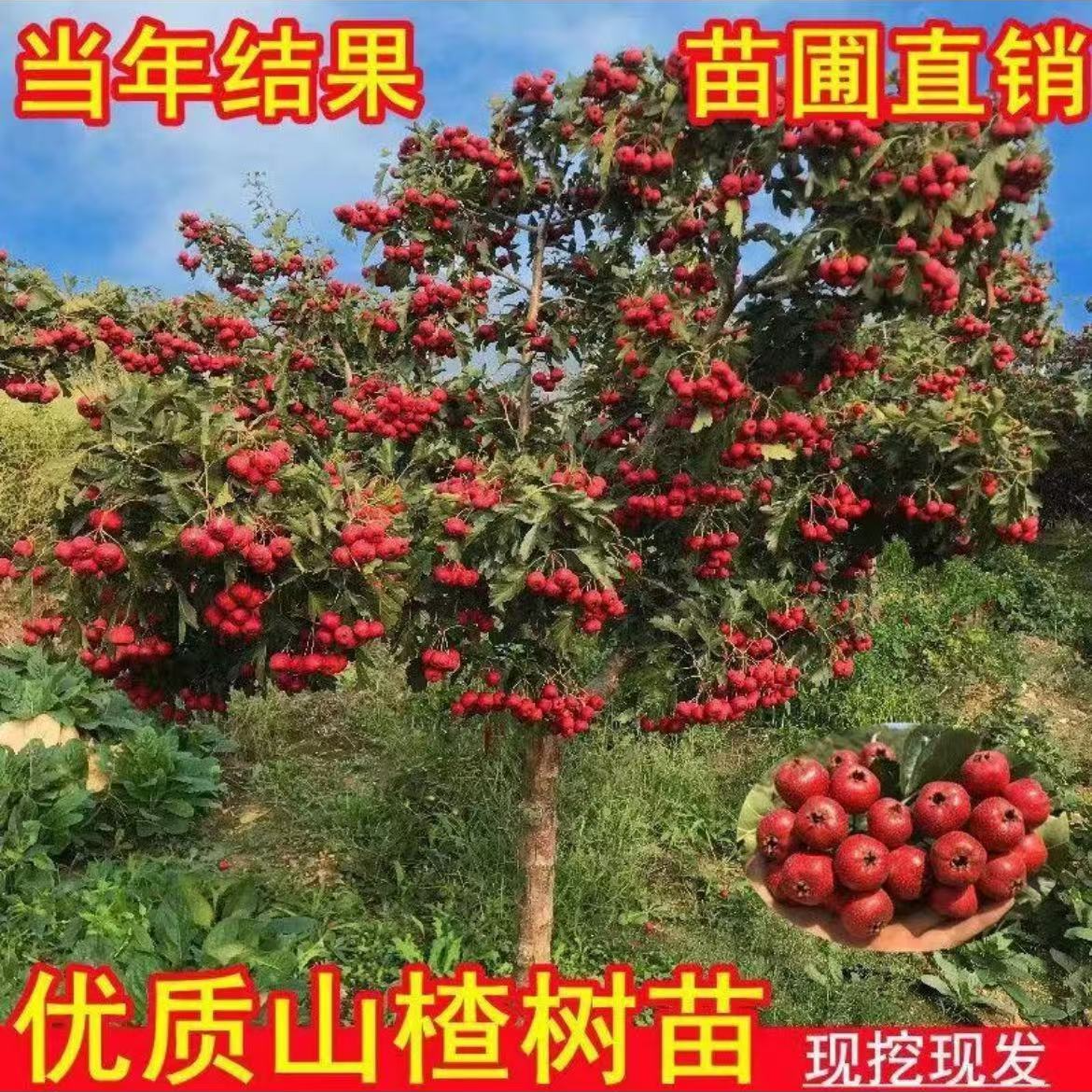 山楂树苗特大嫁接果树苗盆栽地栽南方北方种植甜山楂当年结果树苗