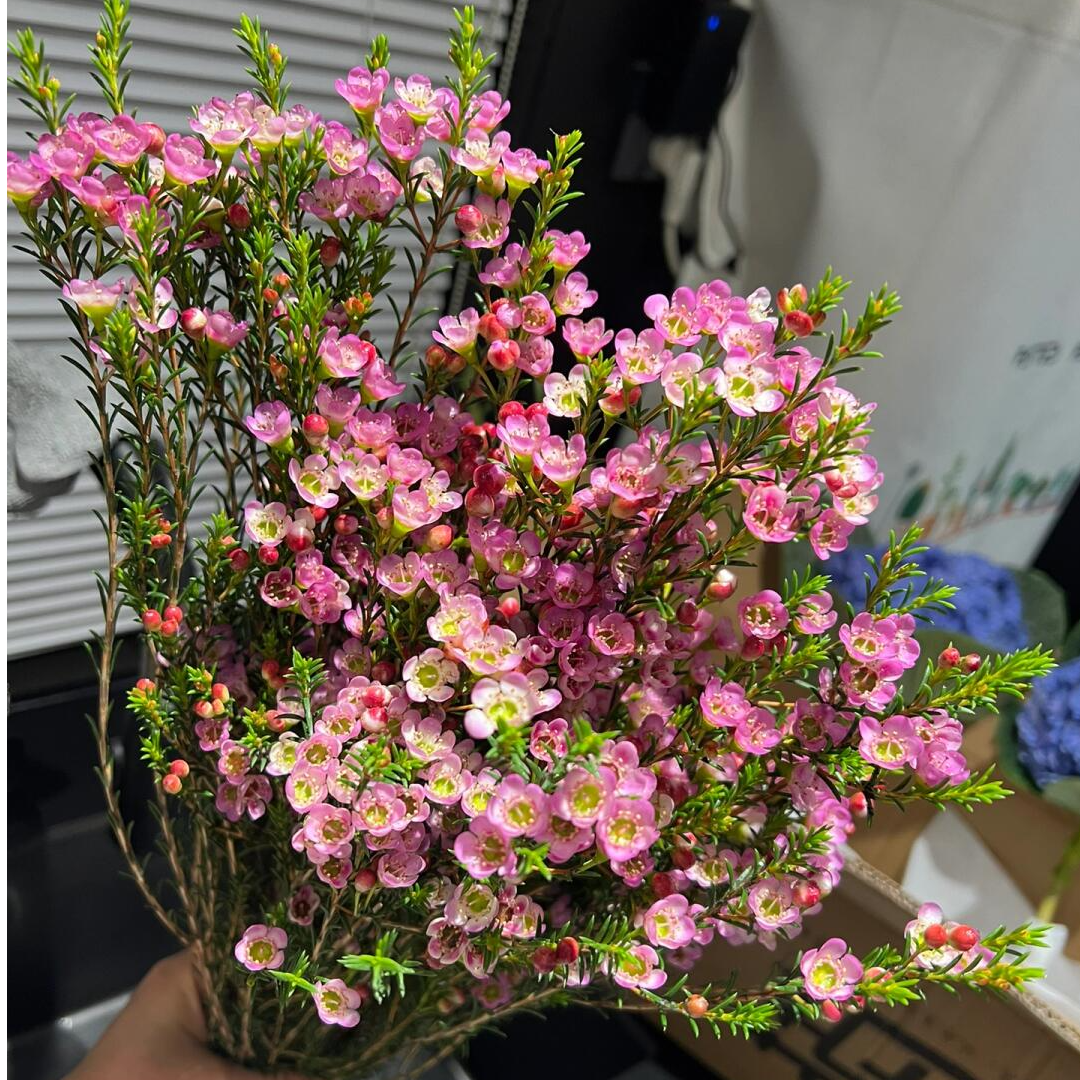 澳洲腊梅鲜花+保鲜剂云南直发特级切花混色水养室内花卉家用鲜花