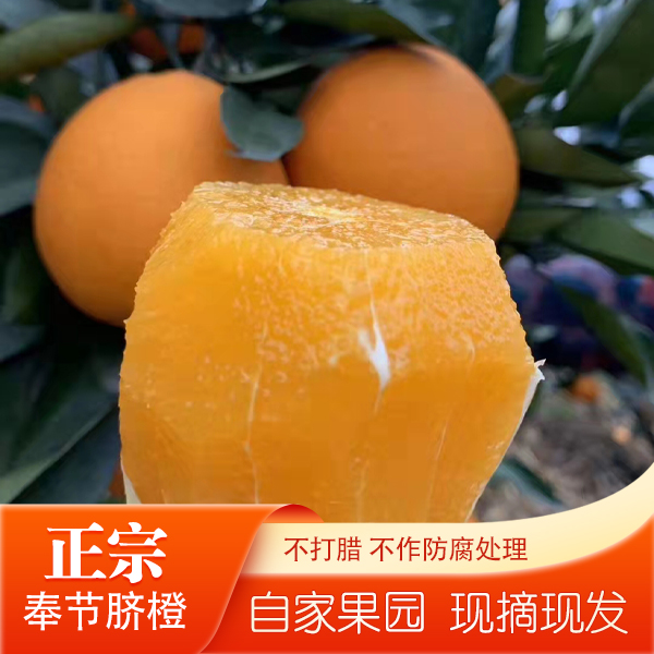 奉节脐橙重庆橙子 现摘现发脆嫩当季鲜果孕妇水果 5斤/ 10斤/20斤
