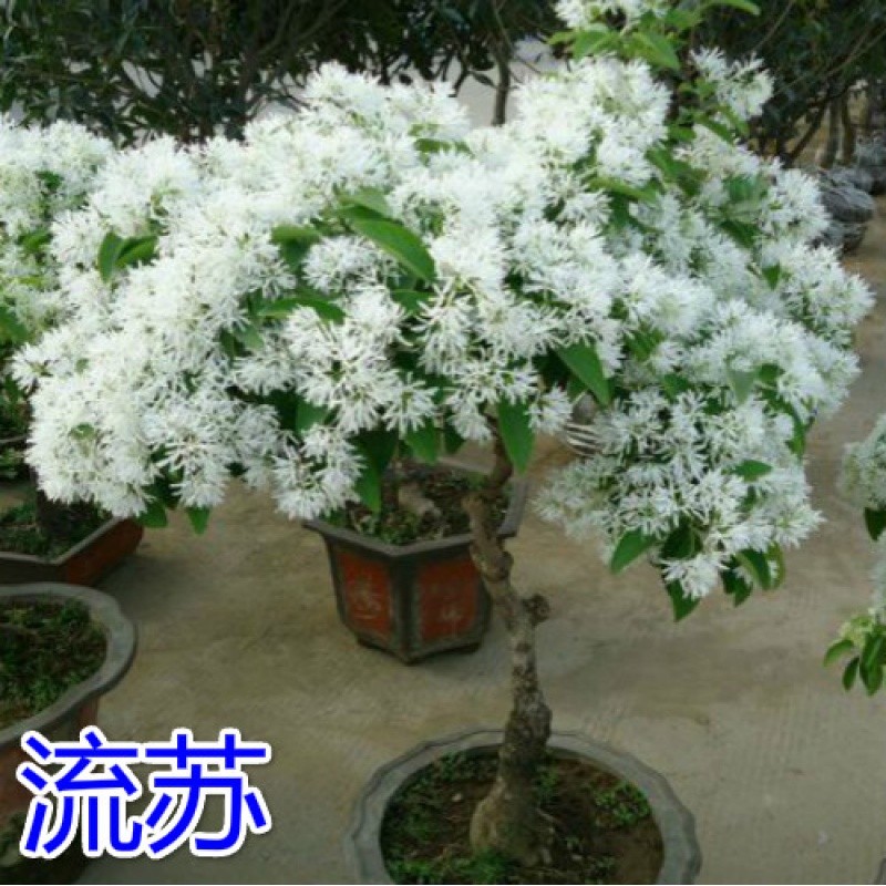 流苏树苗庭院园林绿化行道风景区公园小区绿化树苗流苏树苗油根子