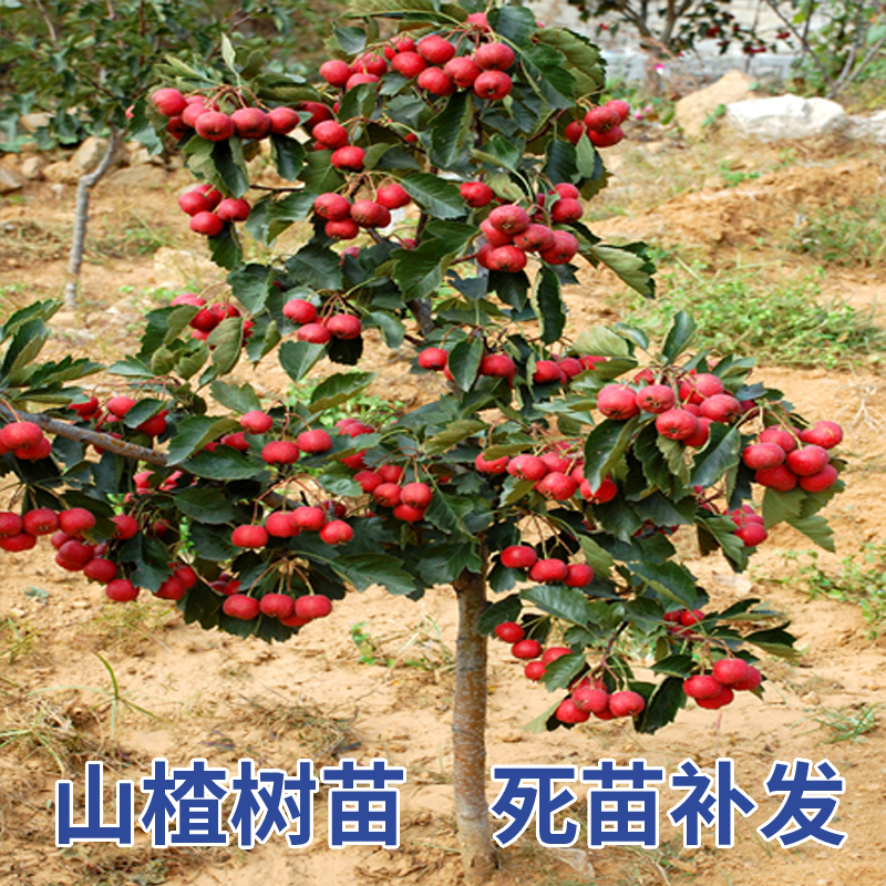 山楂树活苗嫁接甜红子南北方种植盆栽地栽特大无籽山楂苗当年结果