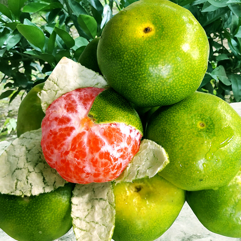 青皮蜜橘果树苗橘子苗树无籽桔甜桔沙糖桔柑橘南方种植当年结果