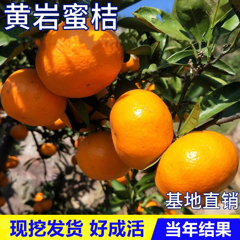 黄岩无核蜜桔苗嫁接早熟桔子树苗南方北方种植盆栽地栽甜橘子黄岩