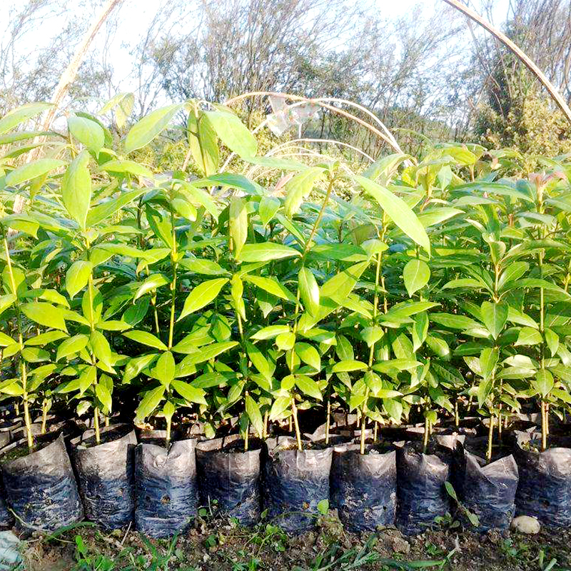 芗苒正宗名贵珍稀树种小叶桢楠金丝楠木树苗地栽盆栽 高度50-70