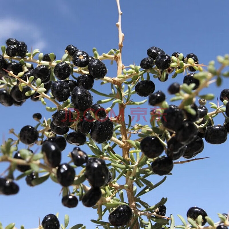 野生黑枸杞树苗宁夏新疆红色枸杞苗老桩盆景盆栽枸杞子植物果树苗