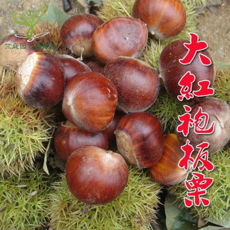 板栗苗树嫁接地栽盆栽南方北方四季种植大红袍八月红当年结果树苗