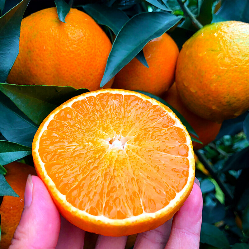 爱媛38号果冻橙苗果苗树苗爱媛28号红美人树苗早熟柑橘树苗嫁接苗