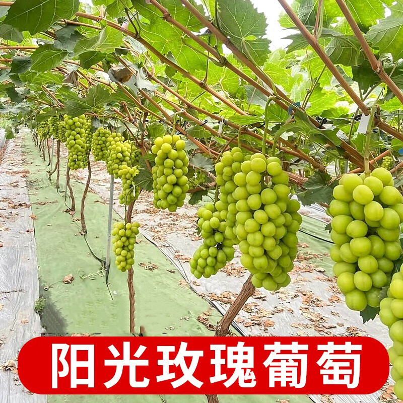 葡萄树苗阳光玫瑰葡萄树苗南方北方种植盆栽地栽庭院爬藤果树苗无