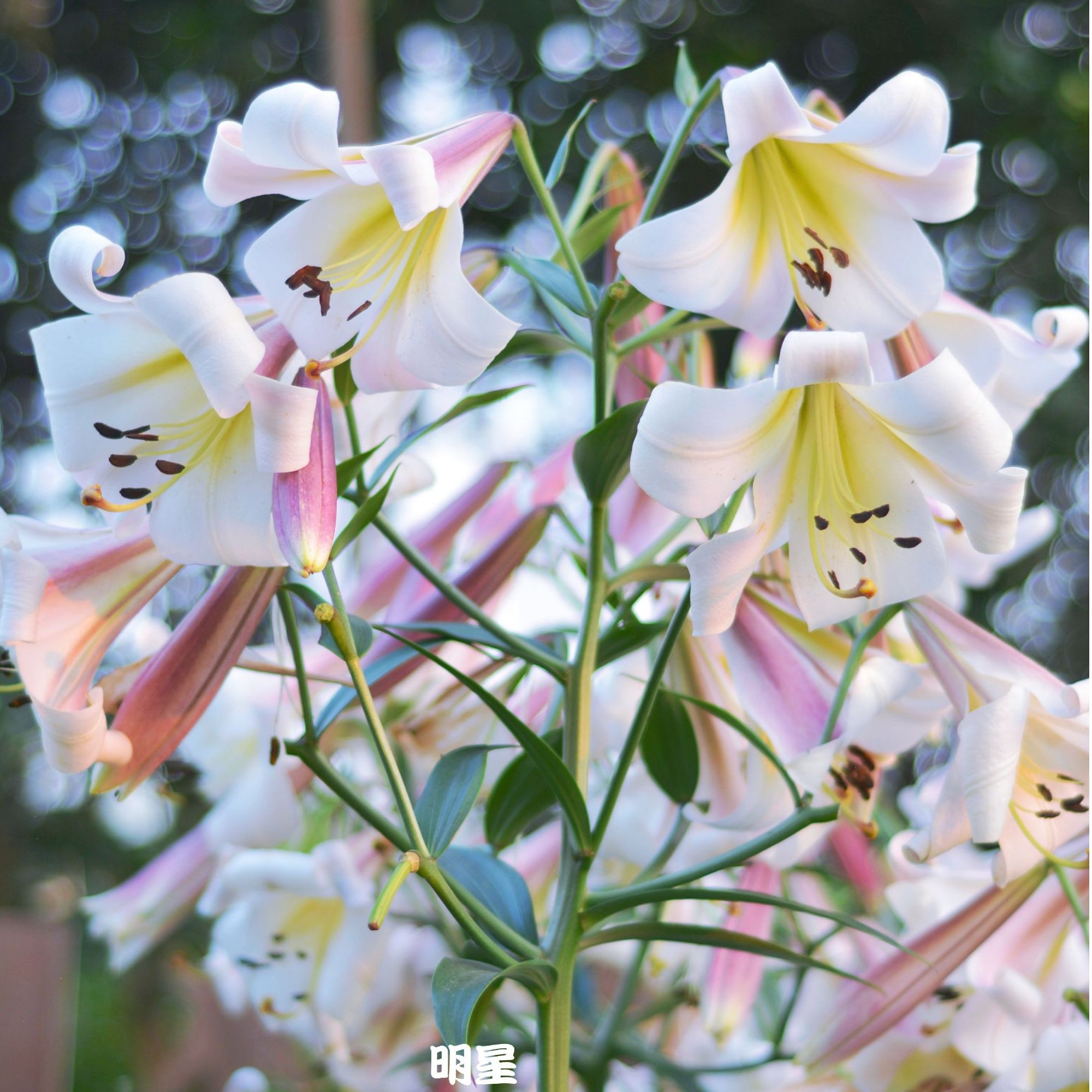 花自开25年【OT百合】庭院百合种球多年生球根花卉耐寒耐热