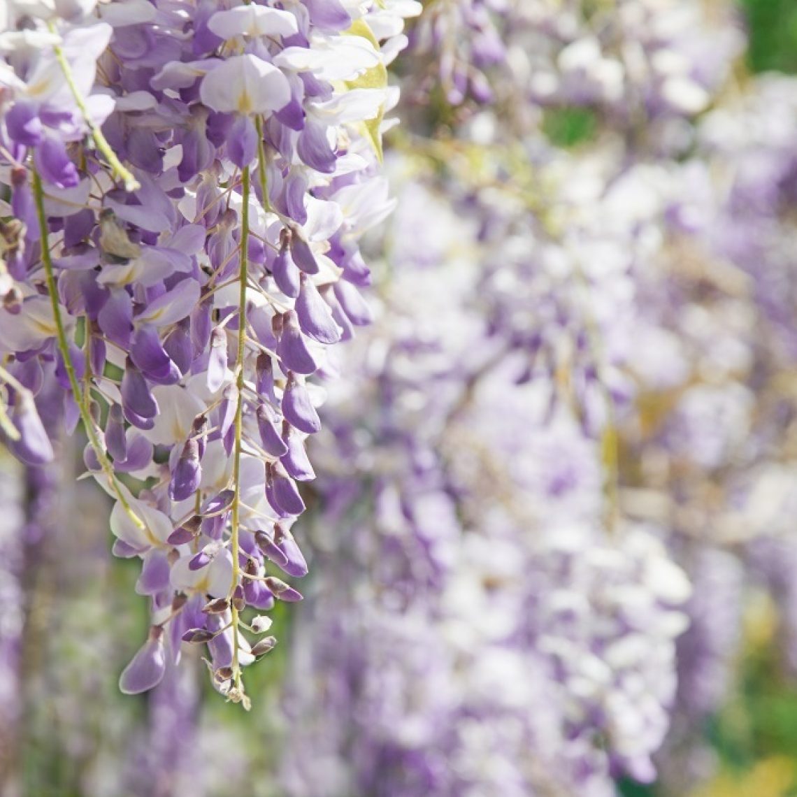 花自开紫藤花蓝月亮紫水晶普罗旺斯丰花性好爬藤植物盆栽植物