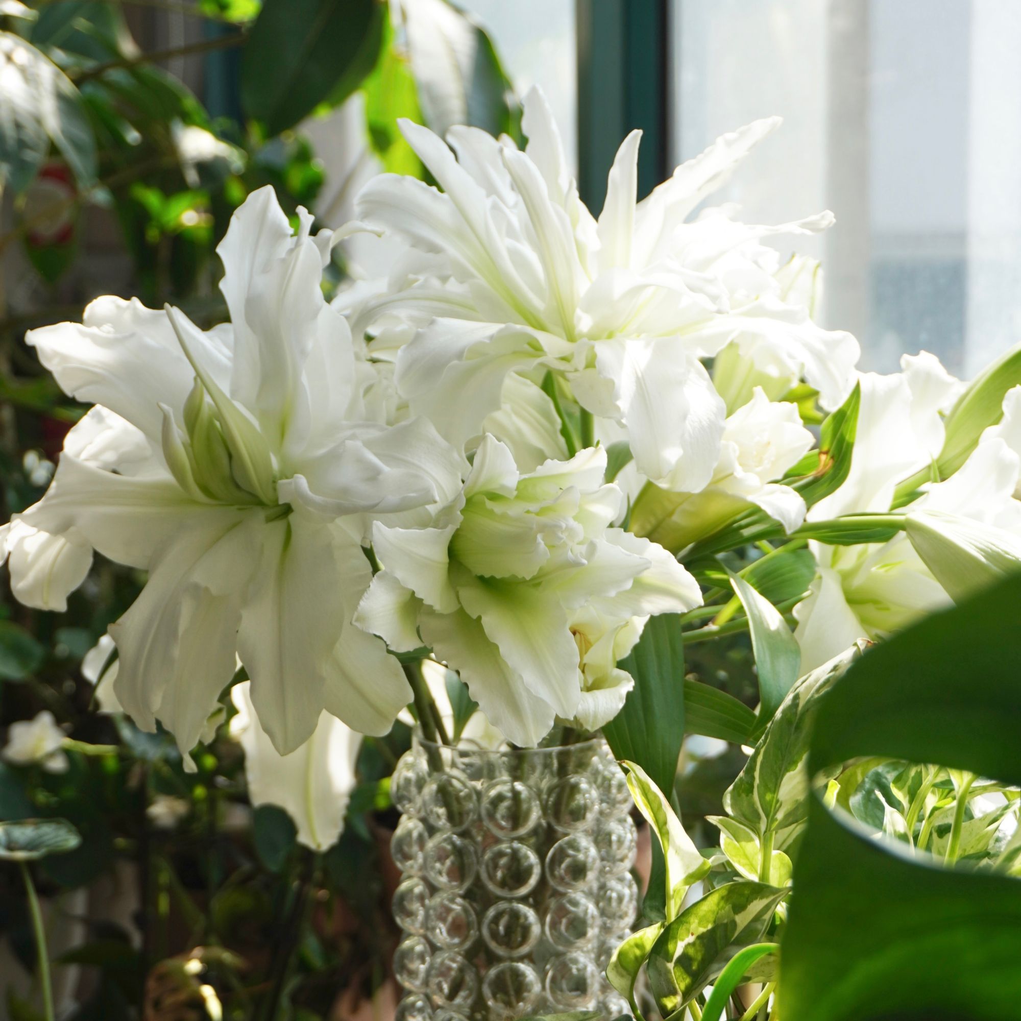 花自开25年【东方百合】重瓣香水百合爱莎伊莎贝拉香味浓郁耐寒耐热