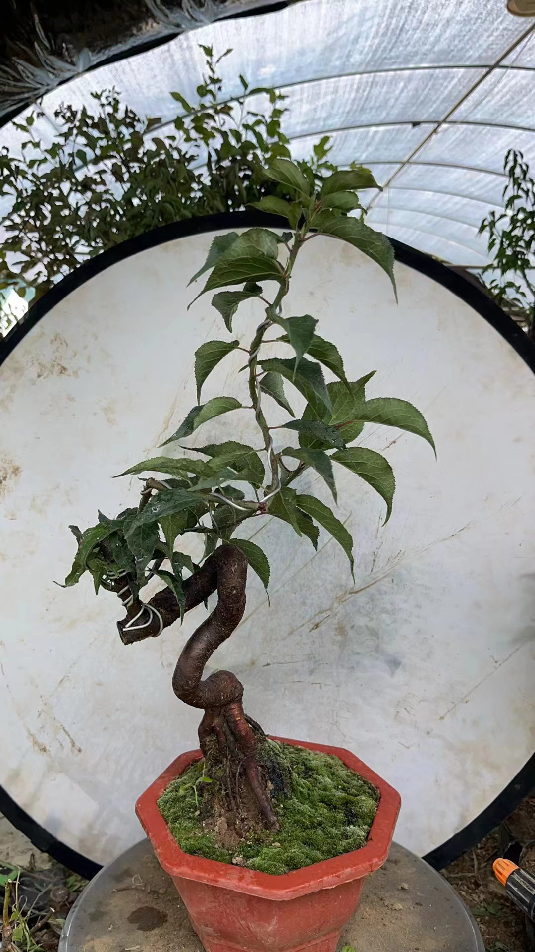 梅花盆景老桩一物一拍