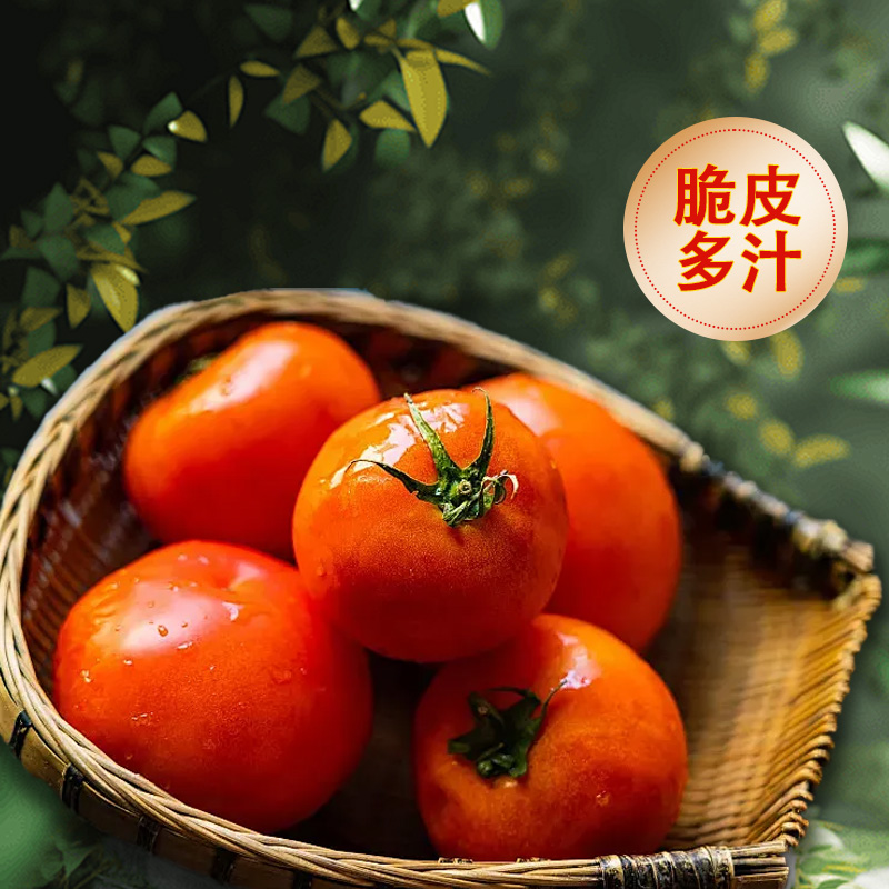 【精选5斤装】新鲜采摘西红柿中大果老品种沙瓤番茄现发多汁皮薄