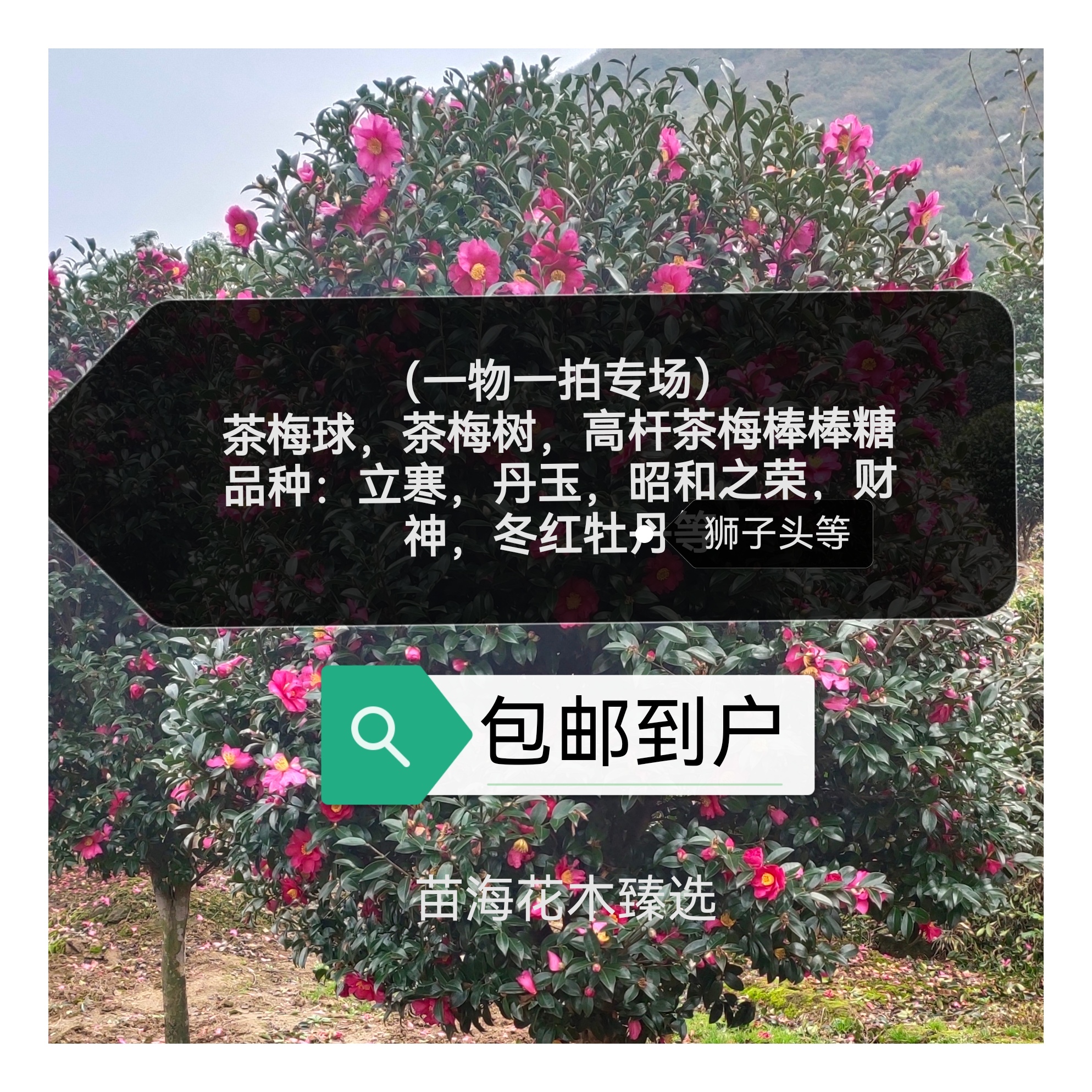 （一物一拍2）各色耐寒抗旱茶梅树茶梅球专场