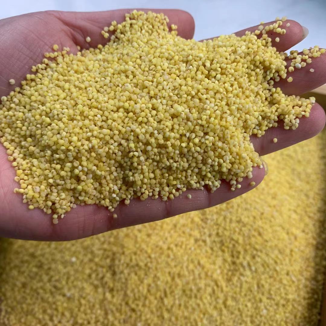 老乡家小米1500g高山种植小米