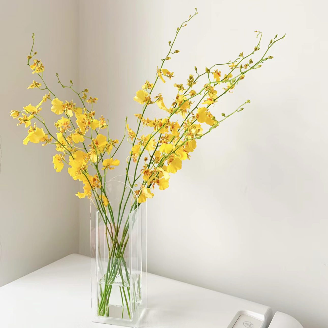 【杨鹏鲜花】跳舞兰 舞动小精灵 高级鲜花软装 云南鲜花包邮