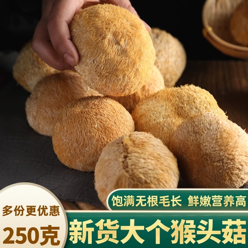 新货猴头菇农家自产猴头菌养胃食用菌汤250g土特产大个猴头菇干货