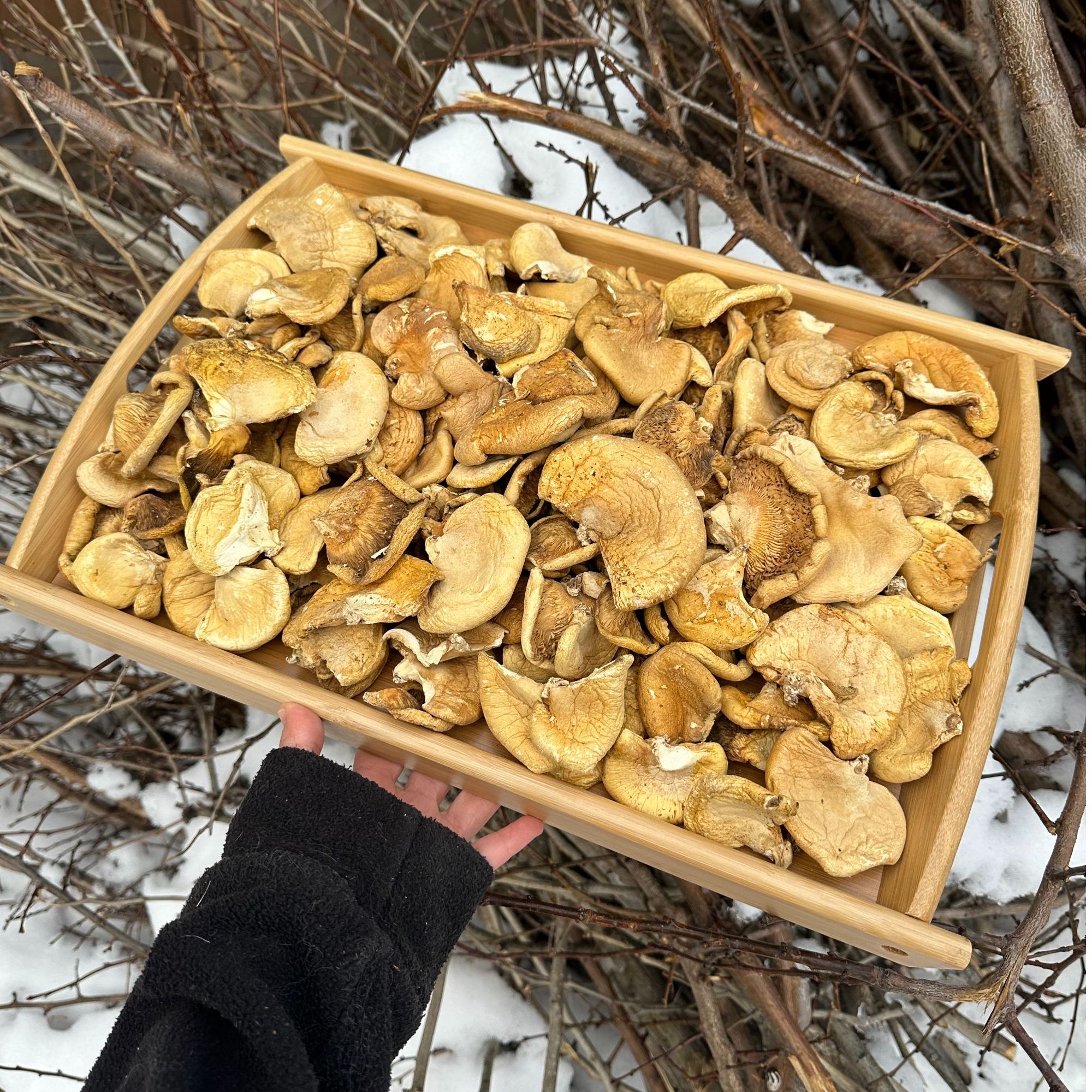 东北元蘑长白山冻蘑新货农家采摘新鲜肉厚圆蘑小鸡炖蘑菇自然晾晒