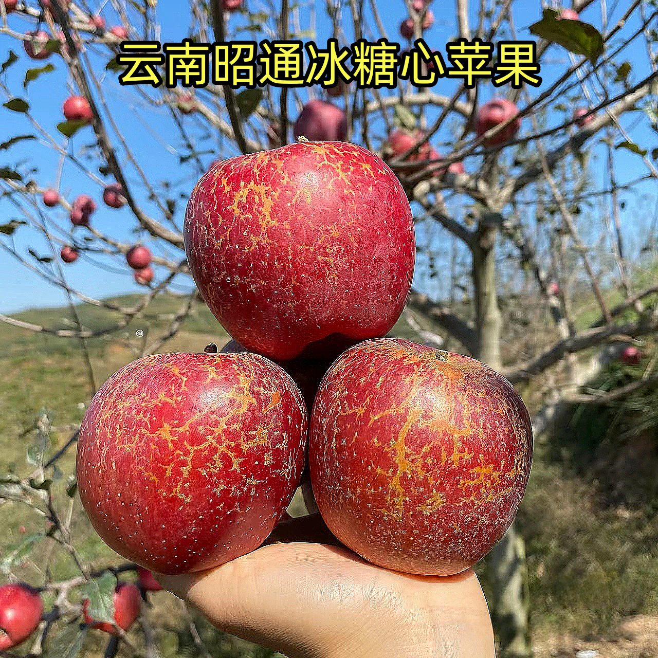 云南昭通苹果农家丑苹果新鲜现摘水果原生态苹果脆甜多汁