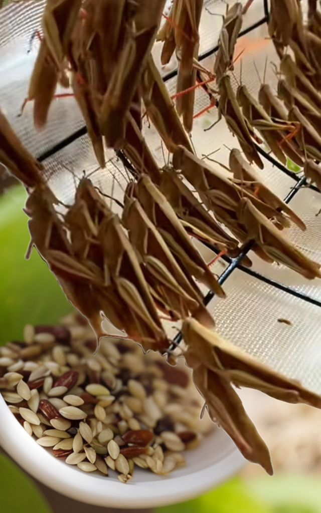 野生大只，丁蜢母250克半斤，斗鸟画眉鸟其它鸟食，高营养高蛋白质