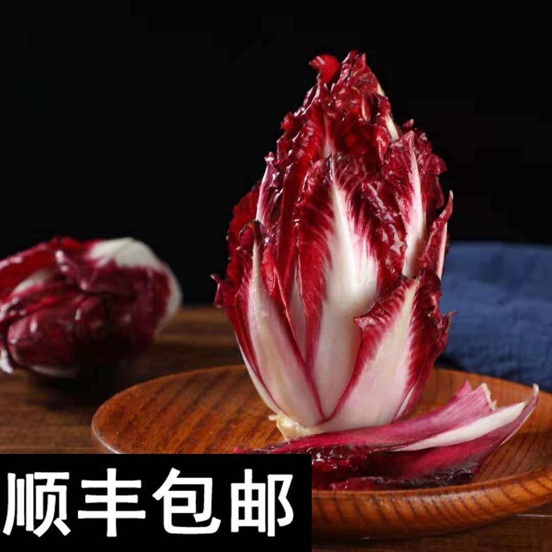 红玉兰菜紫菊苣菜紫玉兰菜红菊苣菜芽球菊苣无土栽培蔬菜顺丰包邮