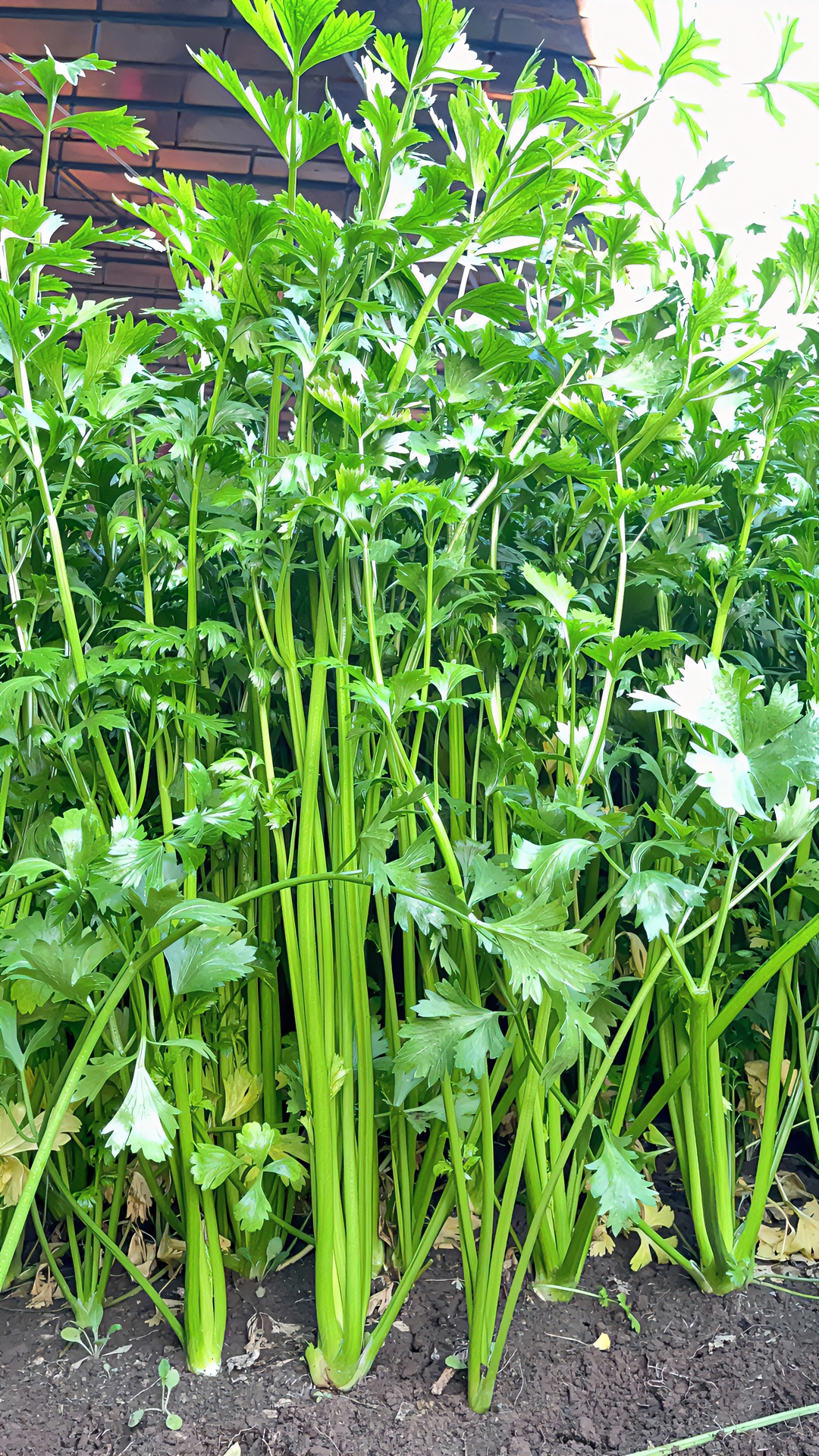 金口玉芽！现割现发。金口地理性标志、、（可以即墨金口芹菜直播