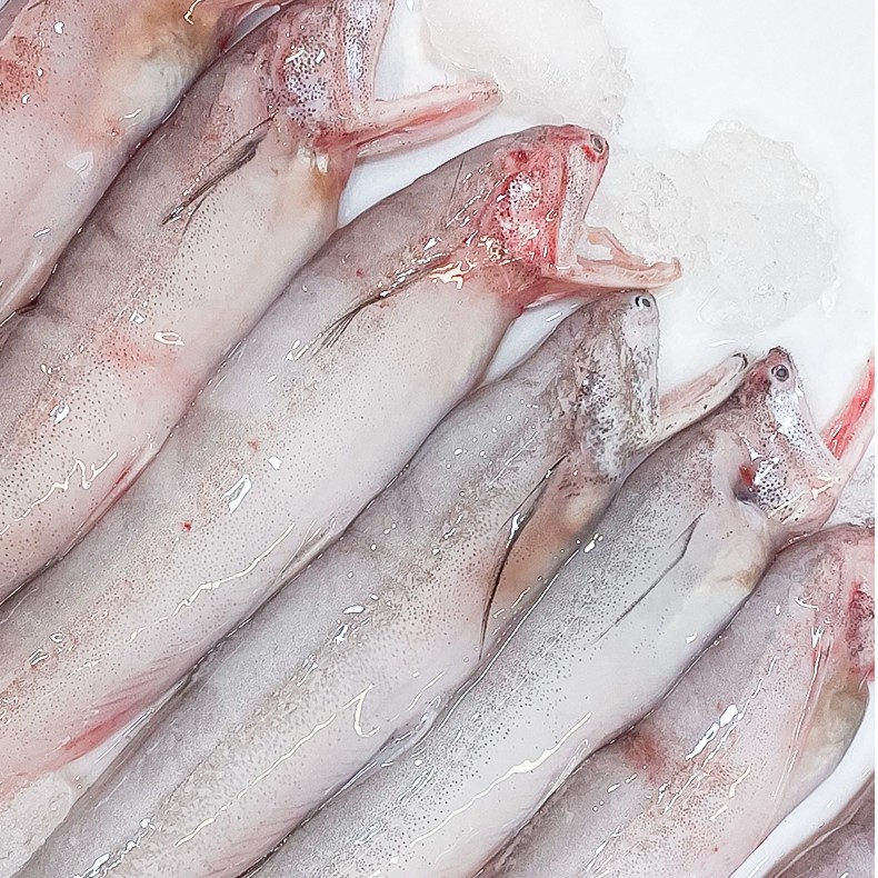 速冻豆腐鱼正宗舟山龙头鱼东海九肚鱼水潺鱼水定鱼鼻涕鱼2-4斤装