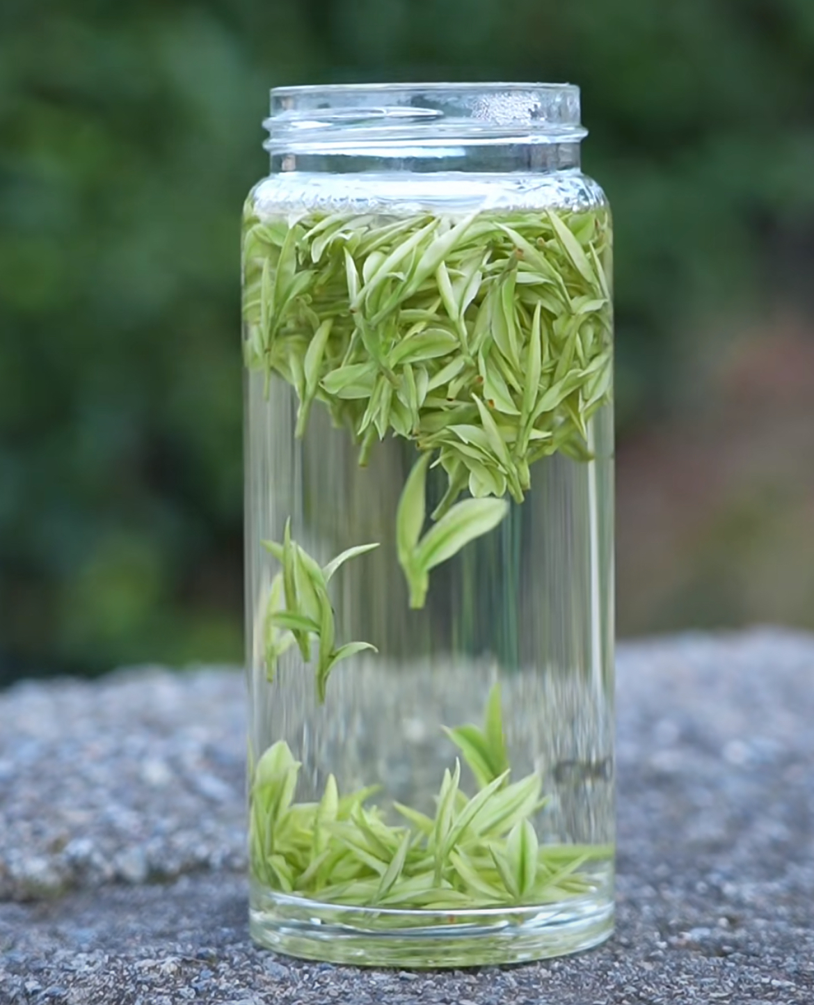 2025年新茶 白茶小嫩芽安吉溪龙原产地茶叶头采(2A)高山绿茶白茶