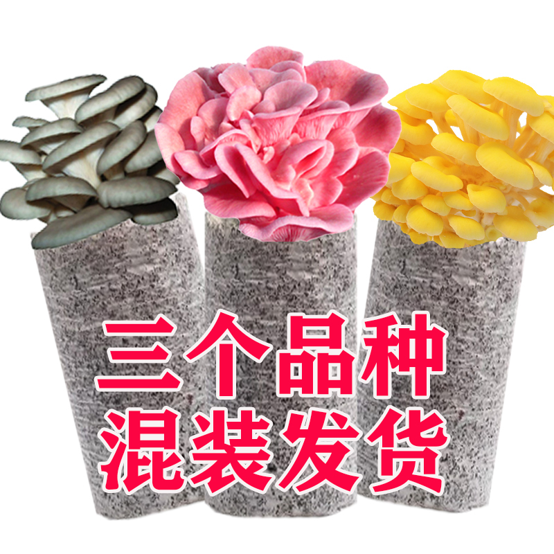【非常好养】喷水就长蘑菇菌包菌种食用菌包菌棒家庭四季可以养菌棒