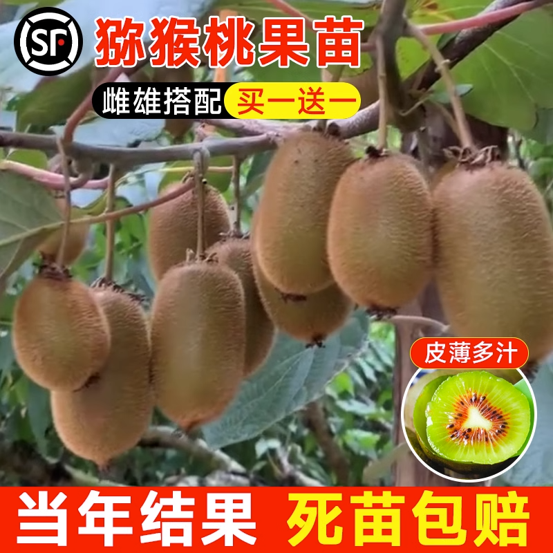 猕猴桃树果苗红心软枣猕猴桃苗徐香嫁接南北方种植庭院水果树果苗