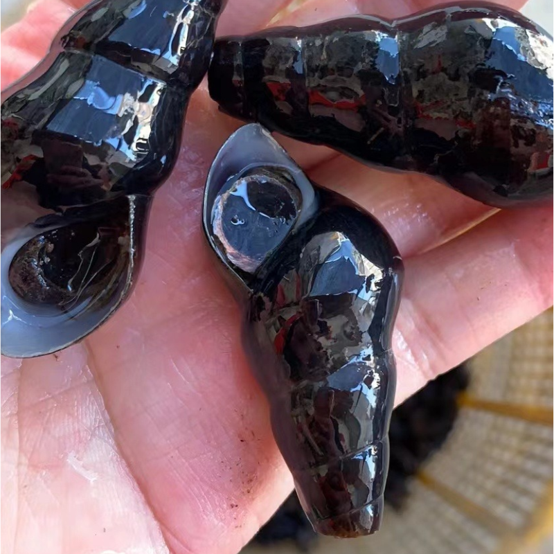 （高山薄壳山坑螺）广东顺丰包邮阳江阳春特色野生高山薄壳山坑螺