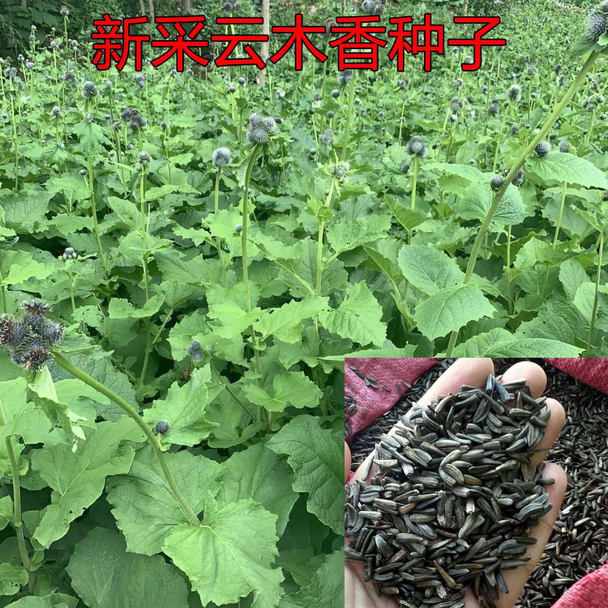 正宗云木香种子青木香种籽当年采摘农业种植广木香种子