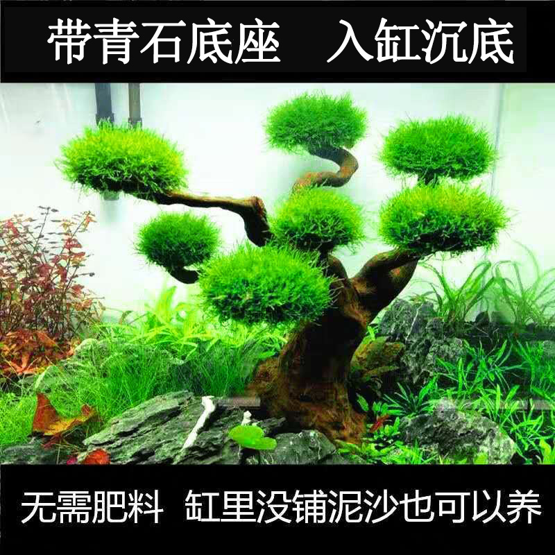 鱼缸造景莫斯树沉木小米摆件莫斯水草装饰品水草鱼缸宠物用品杜鹃
