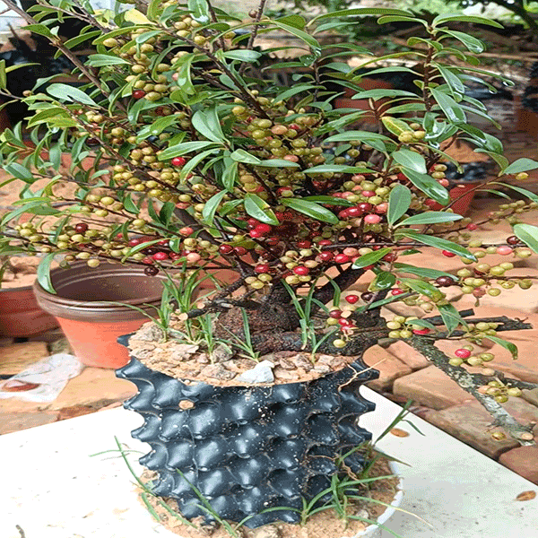 【新鲜桩】酸藤子纯根盆景植物庭院阳台走廊茶几绿植盆栽盆景果中桩