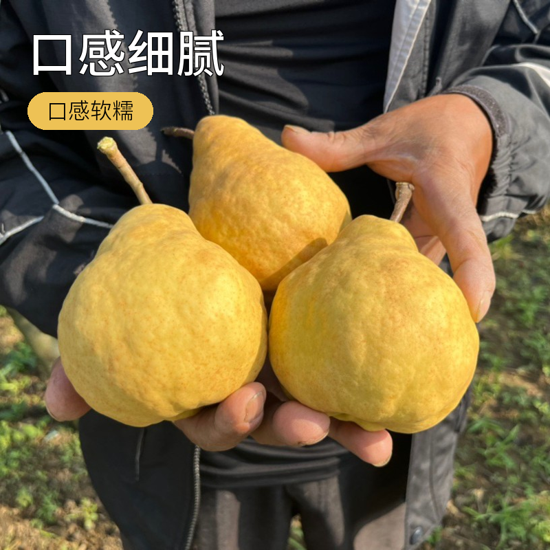 山东烟台中华丑梨软糯香甜多汁细腻口感新鲜水果