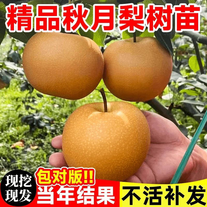梨树苗嫁接新品秋月梨树苗黄金梨树苗南北方种植盆栽地栽当年结果