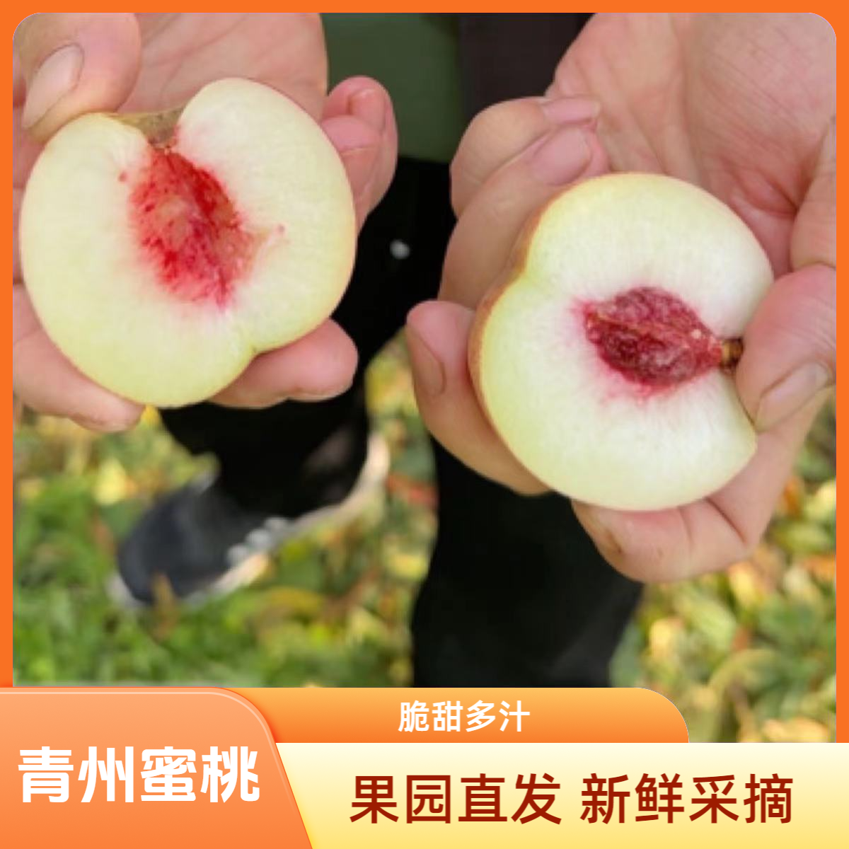 山东正宗青州蜜桃冬桃脆甜汁多肉厚核小脆甜爽