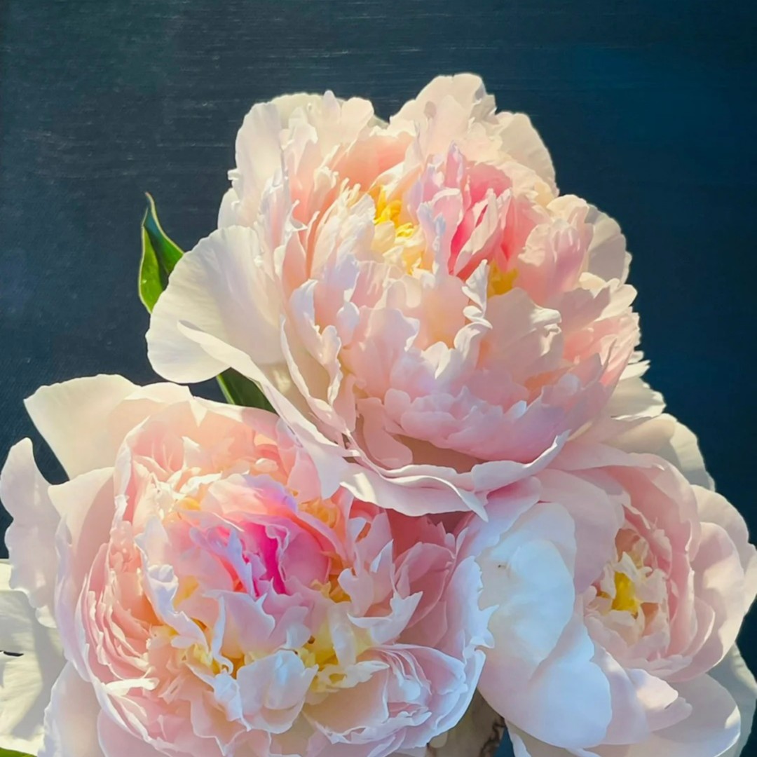 重瓣芍药花种球浓香耐寒易活带芽多年生四季开花阳台庭院观花盆栽
