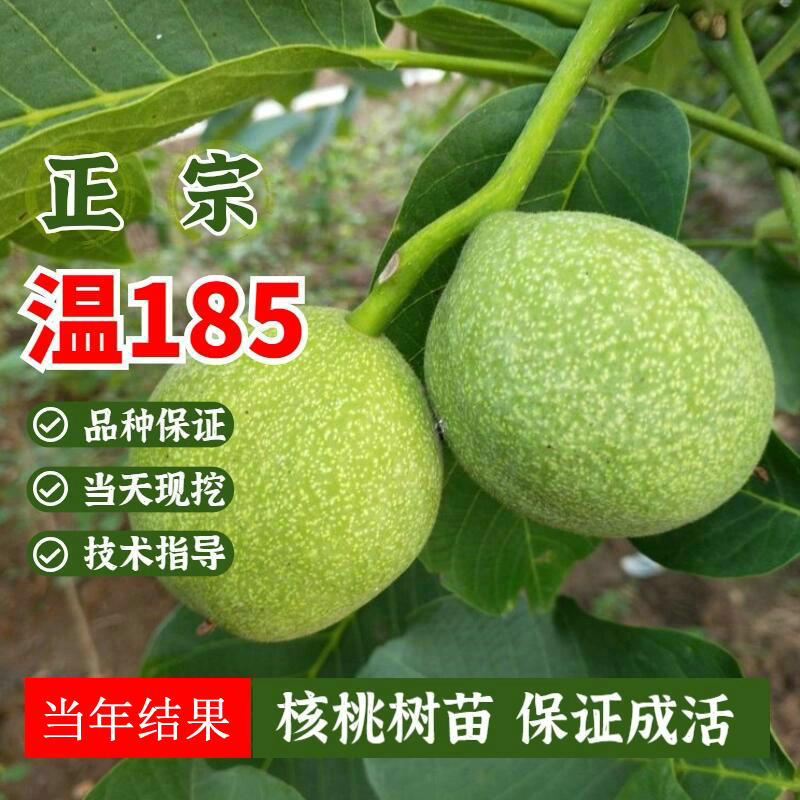 纸皮核桃苗 温185薄皮核桃树苗嫁接特大南北方地栽种植当年结果苗