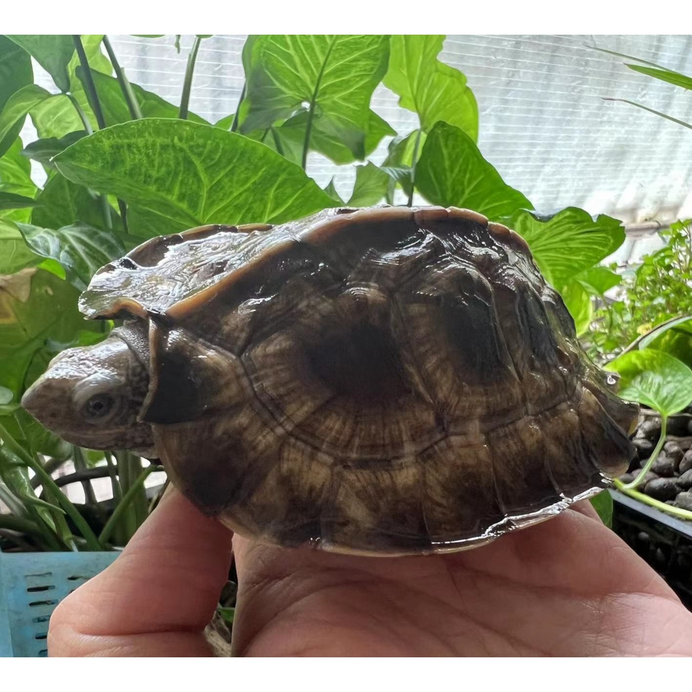 宠物乌龟人工繁育亚巨亚洲巨龟大东方观赏龟素食龟半水活体龟