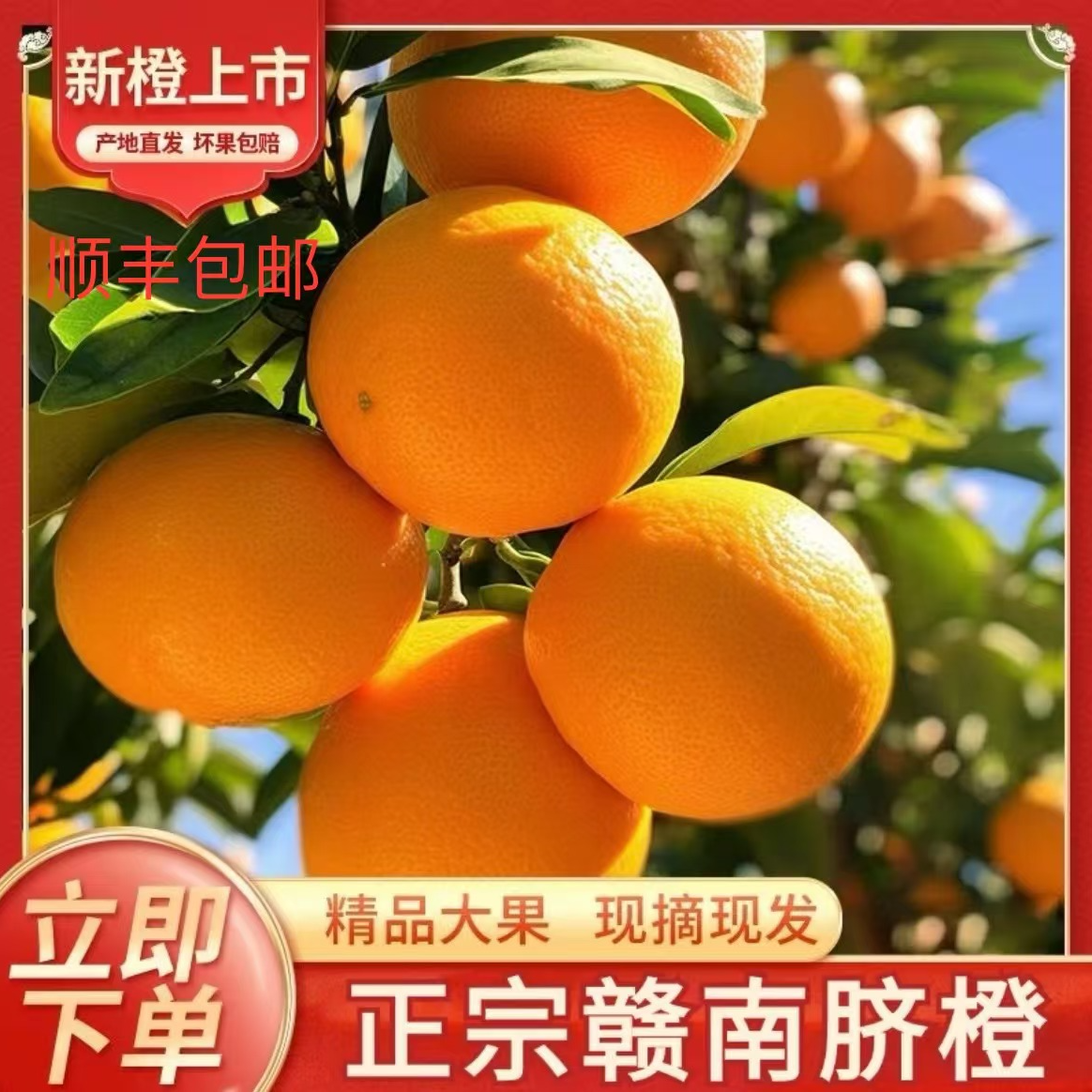 (顺丰包邮）5斤装正宗赣南脐橙赣州信丰脐橙现采现发