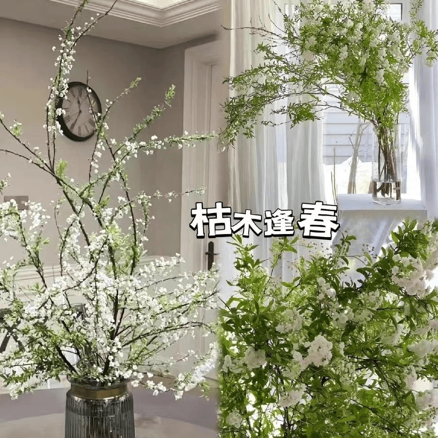 云南【带绿芽苞发货】雪柳鲜枝耐寒花卉绿植干枝雪柳水培植物鲜花