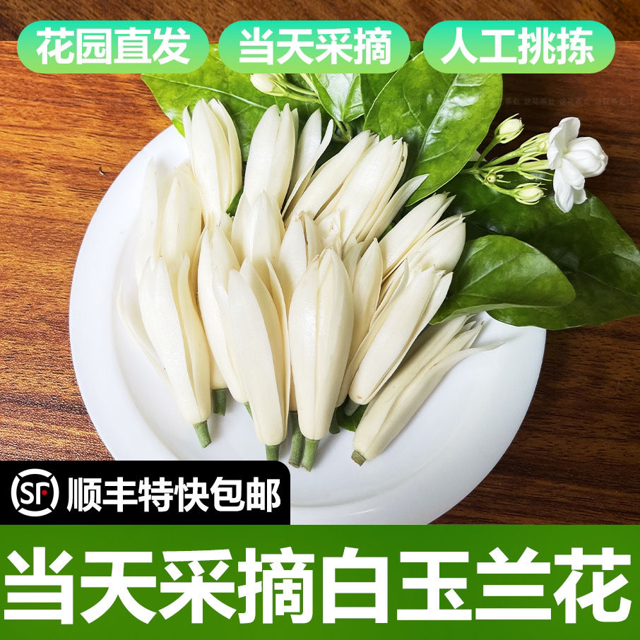 新鲜白玉兰花黄角兰鲜花浓香型白兰花缅桂花当天采摘清香挑选